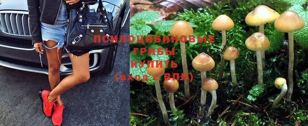 крисы Алзамай